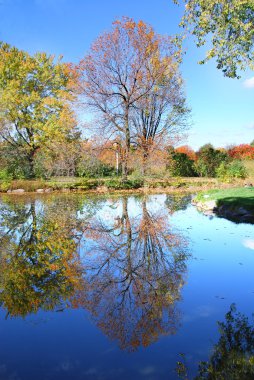 Sonbahar manzara. Güneşli sonbahar ormandaki orman Gölü