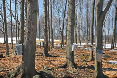 Güneşli bir günde sonbahar parkında ağaçlar
