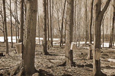 Güneşli bir günde sonbahar parkında ağaçlar