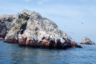 Paracas Ulusal Rezervasyonu 'ndaki Sucul kuşları ya da Peru Galapagos' u. Rezervasyonda insanlar için yasak olan Islas Ballestas adaları var, ama tekne turları yakın olabilir.