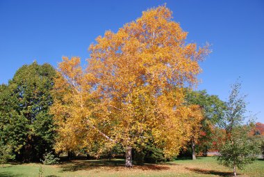 Almanya 'da sonbahar yaprakları, sonbahar mevsimi, kiraz ağaçları, sonbahar arkaplanı, sonbahar yaprakları, sonbahar manzarası, doğa.,