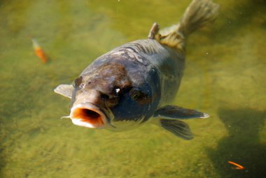 sazan Balık Akvaryum.