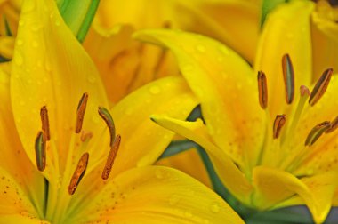 Bahçede sarı lale demeti