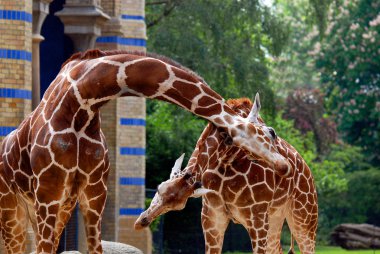 Berlin Hayvanat Bahçesi zürafası (Giraffa camelopardalis), Afrika 'da yaşayan tek ayak parmaklı bir memeli türü..