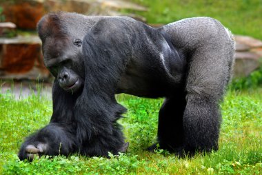 Yeşil hayvanat bahçesinde çimlerin üzerinde goril