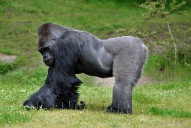 Yeşil hayvanat bahçesinde çimlerin üzerinde goril