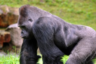 Yeşil hayvanat bahçesinde çimlerin üzerinde goril