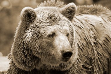 Boz ayı, ya da boz ayı olarak da bilinen, genellikle Kuzey Amerika 'nın batısındaki dağlarda yaşayan kahverengi ayıların bir alt türüdür..