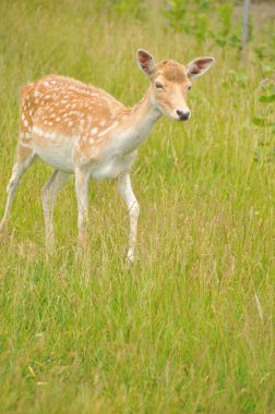  Geyikler Cervidae familyasını oluşturan geviş getiren memelilerdir. Cervidae familyasından beyaz kuyruklu geyik, Geyik, Geyik, Kızıl Geyik, Ren geyiği, Roe ve Chital türleri bulunur..