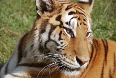 Kaplan (Panthera tigris), kedigiller (Felidae) familyasından bir kaplan türü. Üçüncü büyük kara etoburudur (sadece kutup ayısı ve kahverengi ayıdan sonra).).