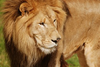 Aslan, Panthera cinsindeki dört büyük kediden biri ve Felidae familyasının bir üyesidir. Bazı erkekler 250 kg ağırlığı aşınca kaplandan sonra yaşayan en büyük ikinci kedidir..