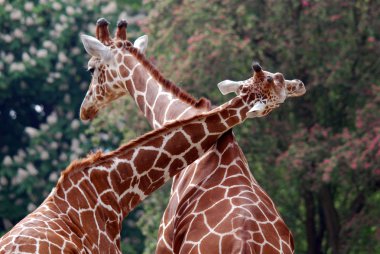 Berlin Hayvanat Bahçesi zürafası (Giraffa camelopardalis), Afrika 'da yaşayan tek ayak parmaklı bir memeli türü..