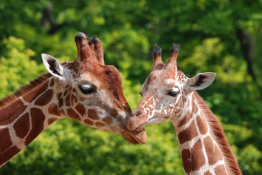 Berlin Hayvanat Bahçesi zürafası (Giraffa camelopardalis), Afrika 'da yaşayan tek ayak parmaklı bir memeli türü..
