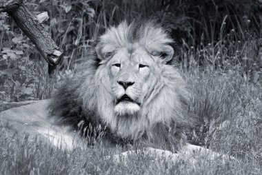 Erkek aslan son derece ayırt edici, erkek aslan yelesinden kolayca tanınır ve yüzü insan kültüründe en çok tanınan hayvan sembollerinden biridir.. 
