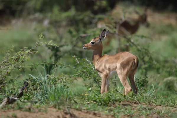 Cerfs Sauvages Dans Herbe — Photo