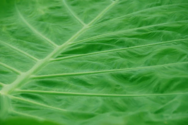 Foglia Verde Sfondo Texture Macro Primo Piano Concetto Natura Ecologia — Foto Stock