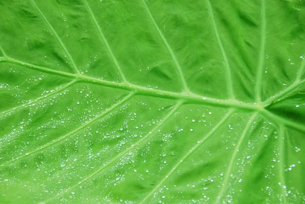 クローズ アップ マクロ 自然生態学の概念の緑の葉の背景のテクスチャ — ストック写真
