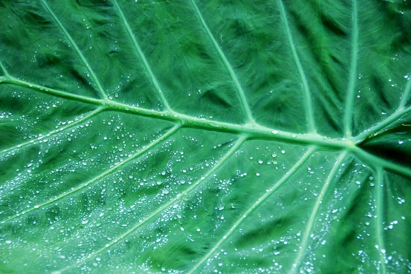 Groen Blad Met Dauwdruppels — Stockfoto