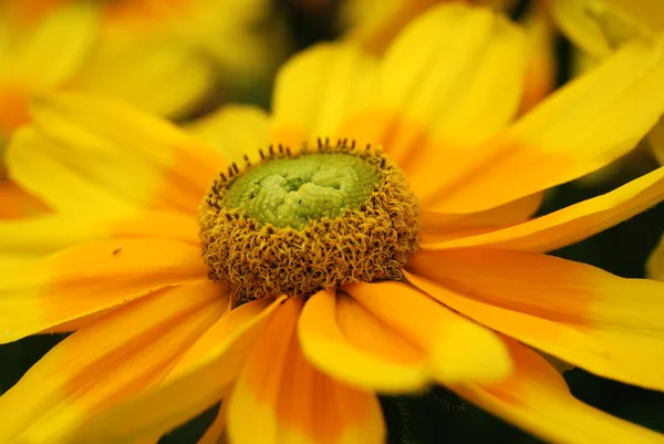 Κίτρινο Λουλούδι Rudbeckia Από Κοντά — Φωτογραφία Αρχείου