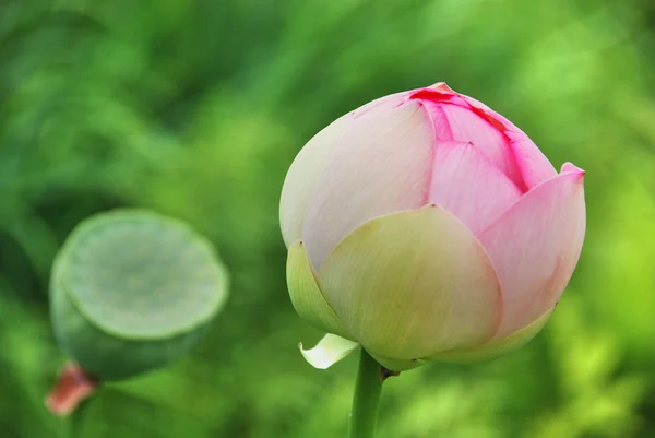 Fleur Lotus Rose Dans Jardin — Photo