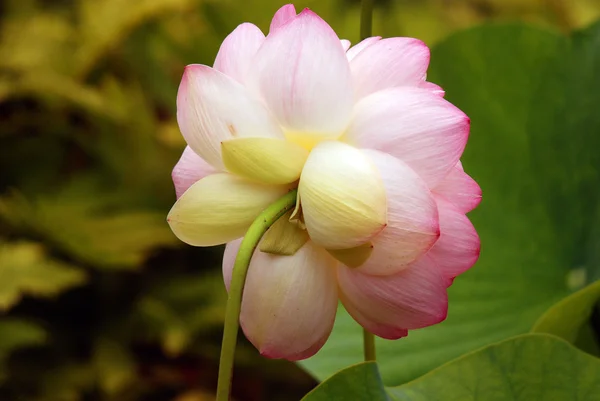 Lotusblomma Grön Trädgård — Stockfoto