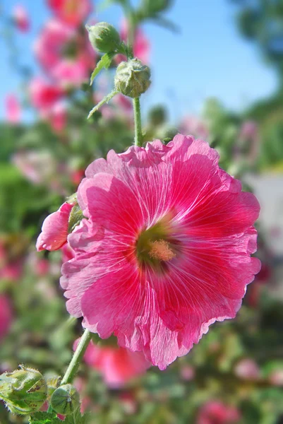 Pink Hibiszkusz Virágok Közelről — Stock Fotó