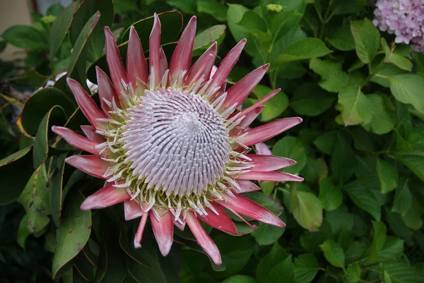 Flor Lótus Rosa Jardim — Fotografia de Stock