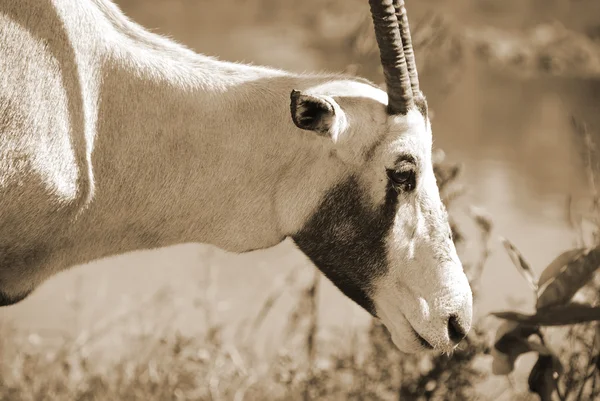 Scimitar Oryx Рогатая Саймитарами Орикс Орикс Сахары Вид Орикса Широко — стоковое фото