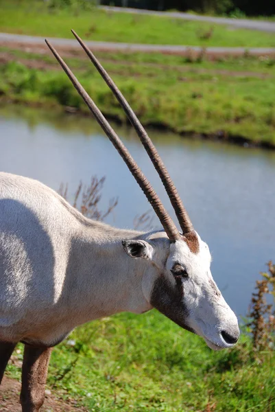 Scimitar Oryx Vagy Scimitar Horned Oryx Vagy Sahara Oryx Egy — Stock Fotó