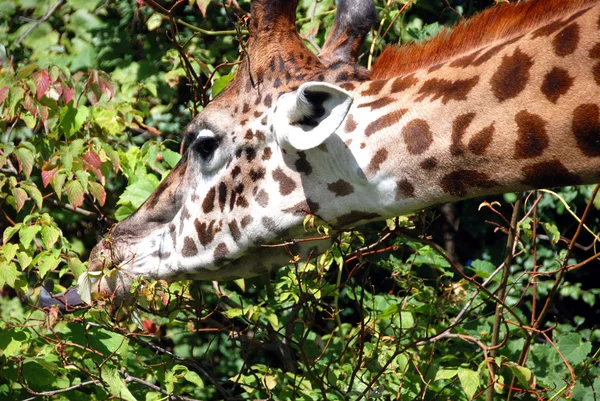 Close View Giraffe Face — Stock Photo, Image