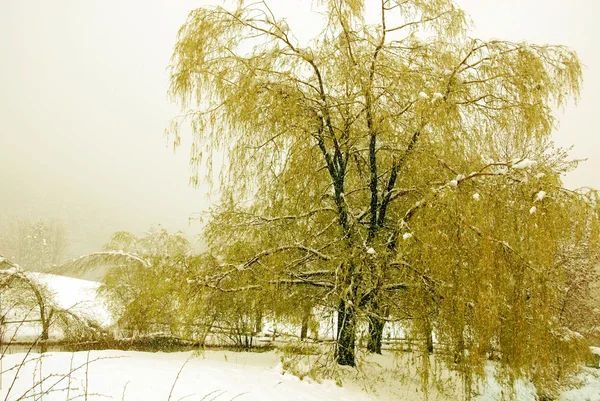 Złote Drzewa Parku — Zdjęcie stockowe
