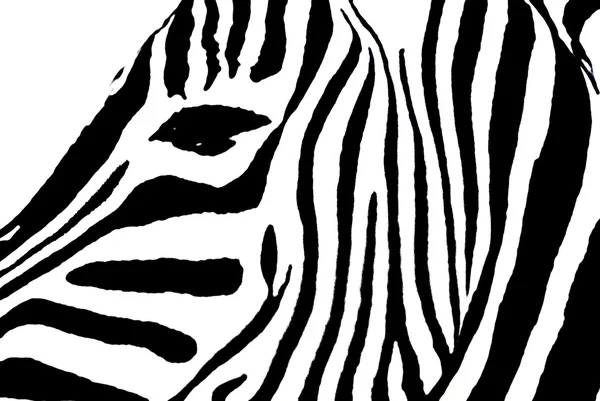 Zebramuster Hintergrund Textur — Stockfoto