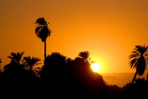 Egypte Vue Sur Nil Coucher Soleil Avec Silhouette Palmier Tropical — Photo