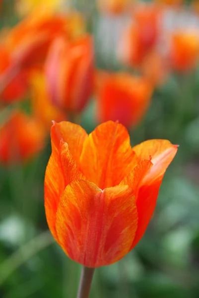 Цветы Тюльпанов Зеленом Саду — стоковое фото