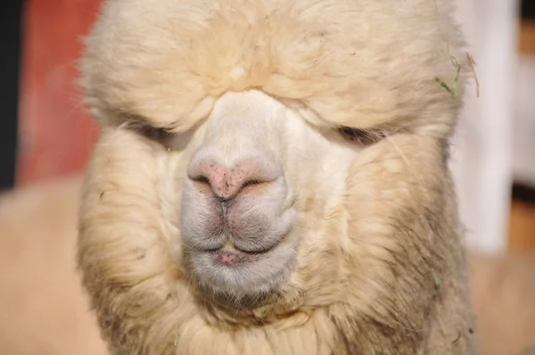 Alpaca Djur Ansikte Peru — Stockfoto