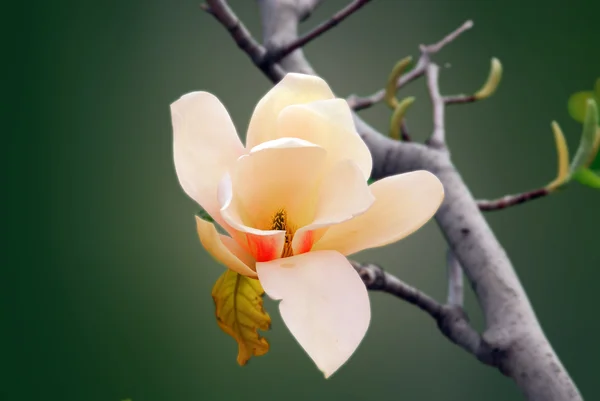 Magnolia Blomma Nära Håll Trädgården — Stockfoto