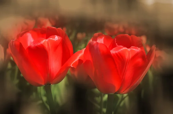 Красный Цветок Мака Саду — стоковое фото