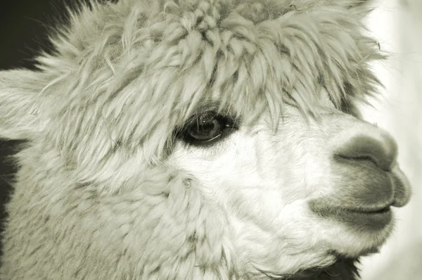 Alpaca Animal Face Peru — Stock Photo, Image