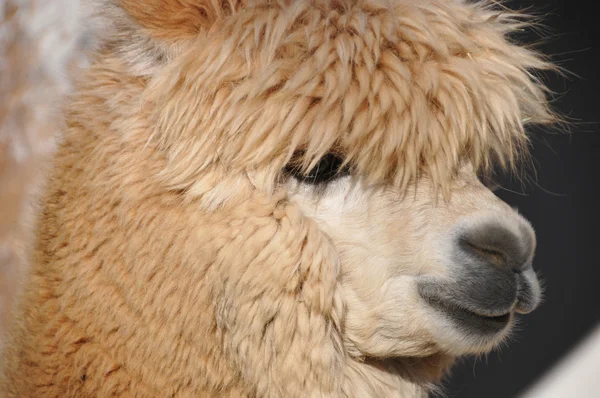 Alpaca Vicugna Pacos Domesticated Species South American Camelid Resembles Small — Stock Photo, Image