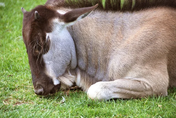 Gnous Wildebai Aussi Appelé Gnu Est Une Antilope Genre Connochaetes — Photo