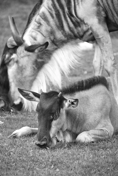 Antílope Del Género Connochaetes Mamífero Amado Ungulado —  Fotos de Stock