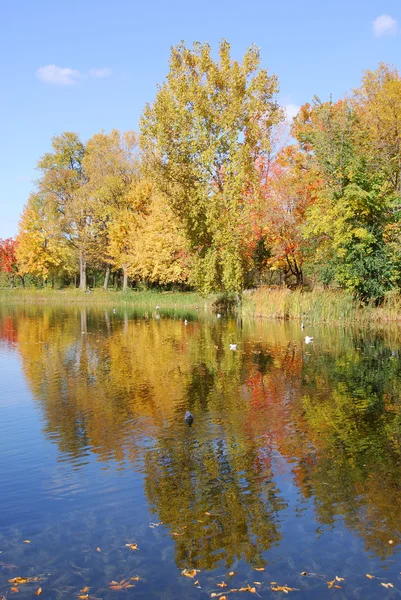 Lacul Reflectând Cerul Înnorat Copacii Frunziși Toamnă Care Cresc Țărm — Fotografie, imagine de stoc
