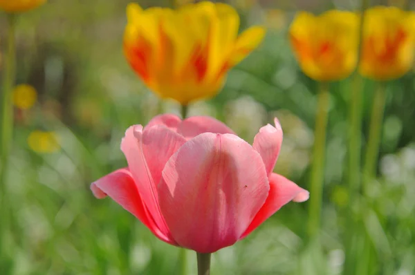 Tulipán Hermoso Ramo Tulipanes Tulipanes Coloridos — Foto de Stock