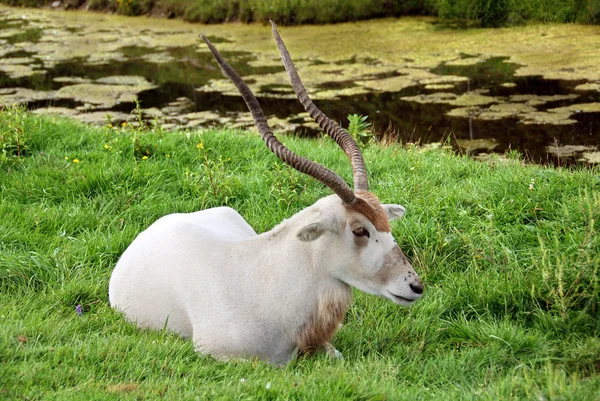 Addax Addax Nasomaculatus Est Une Antilope Genre Addax Qui Vit — Photo