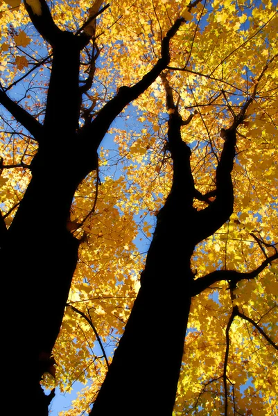 Silueta Árbol Parque — Foto de Stock