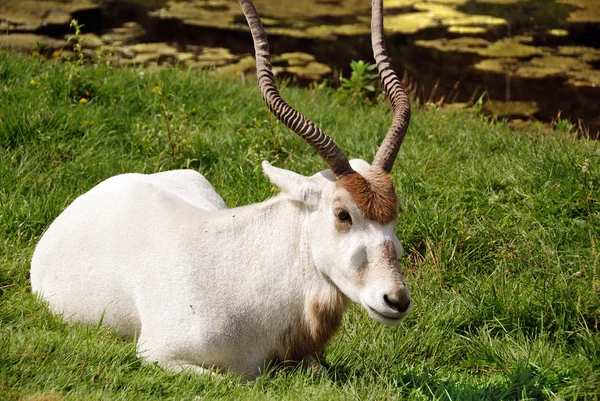 Addax Addax Nasomaculatus Más Néven Fehér Antilop Screwhwhwhwhorn Antilop Egy — Stock Fotó