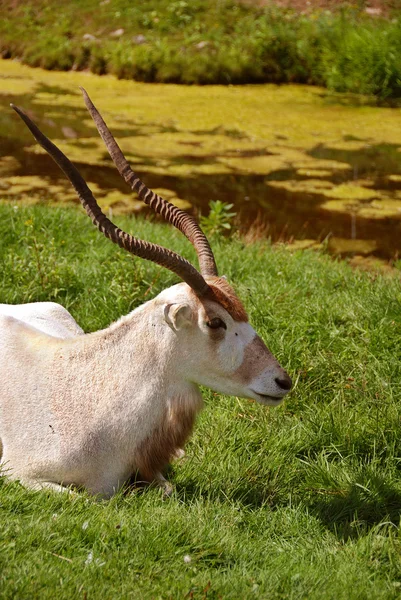 Addax Nasomaculatus Más Néven Fehér Antilop Screwhorn Antilop Egy Antilop — Stock Fotó