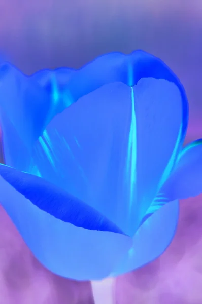 Mavi Ipek Çiçek Soyut Arkaplan — Stok fotoğraf