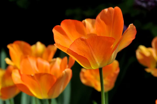 Много Разноцветных Тюльпанов Саду — стоковое фото