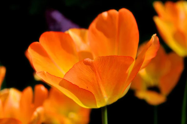 Muchos Tulipanes Coloridos Jardín — Foto de Stock